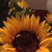 Profile Picture of Annetta Patrick (@Annetta-Patrick) on Facebook