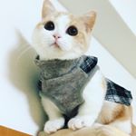 Profile Picture of chikuwa_chan_cat (@chikuwa_chan_cat) on Instagram