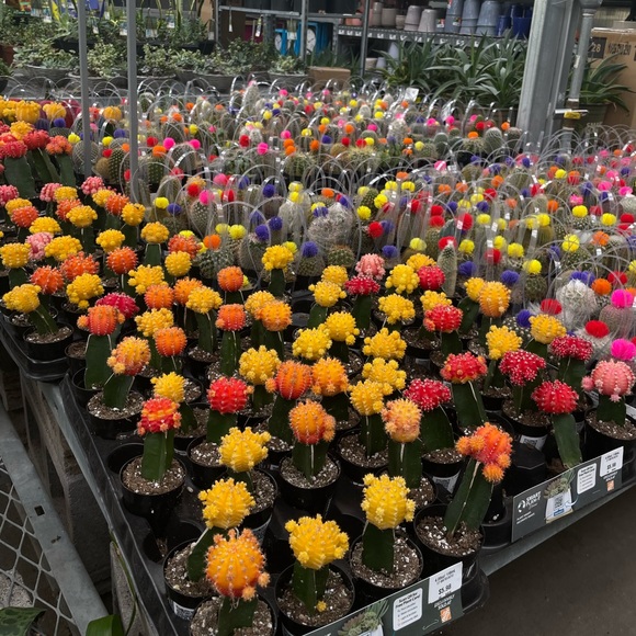 Profile Picture of Joeylis Mejias (@joeylismejias) on Poshmark