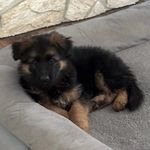 Profile Picture of Fraulein and Wolfe (@frauleinandthewolfe) on Instagram