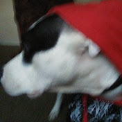 Profile Picture of Joe Sherman (@joesherman8250) on Youtube