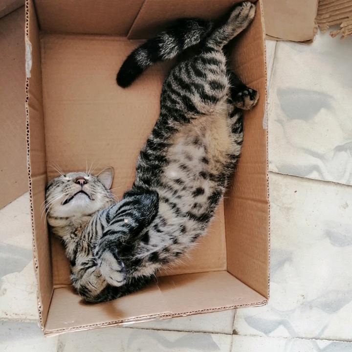 Profile Picture of Yaz Hernández (@yazohara) on Tiktok