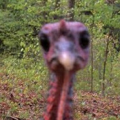 Profile Picture of Donald Bottesi (@dbottesi) on Youtube