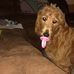 Profile Picture of Sharon Gargiulo (@sharon.gargiulo.944) on Facebook