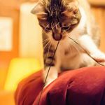 Profile Picture of Farrah Edison Kim (@farrah_edi_kim) on Instagram