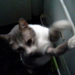 Profile Picture of Amanda Vizcarra (@@yomandy111) on Twitter