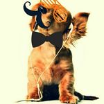 Profile Picture of Jesse James Britz (@jessejamesbritz) on Instagram