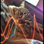 Lee Lee Lily Cron - Instagram Profile Picture of Lee Lee Lily Cron (@leelee_lily_kitty) on Instagram