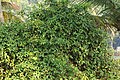Profile Picture of Derris trifoliataon Wikipedia