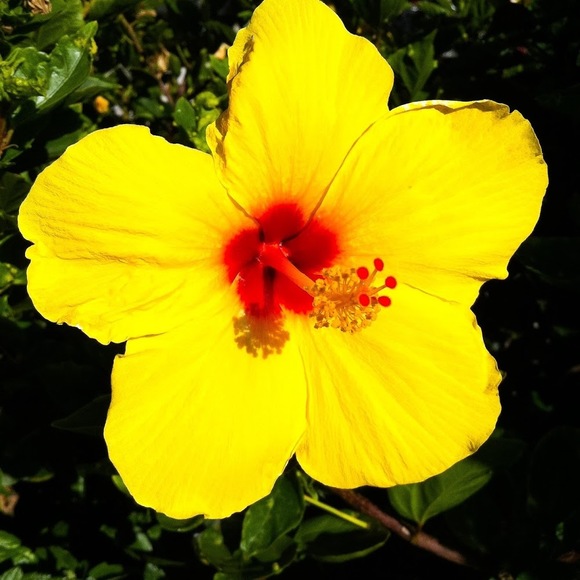 Profile Picture of Allison Fannin (@igoshoppin3) on Poshmark