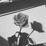 Profile Picture of Phoebeparker (@phoebeparker.90) on Instagram