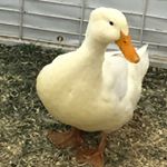 Profile Picture of Jake huffman (@jake_thesnake26) on Instagram