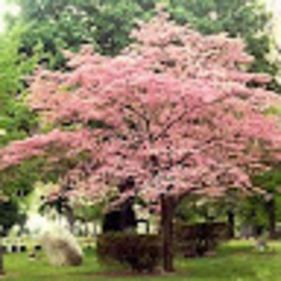 Profile Picture of Christina Llanes (@cllanes89) on Poshmark