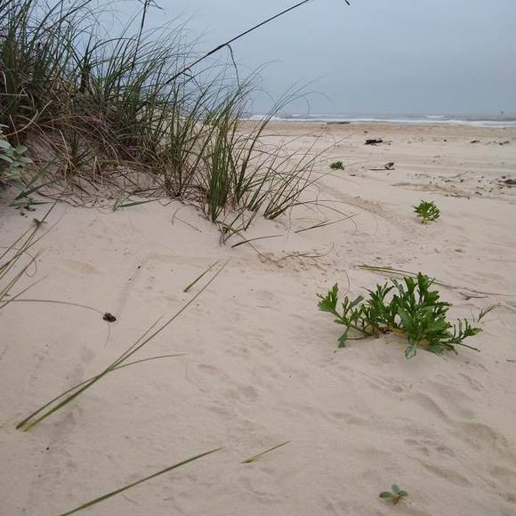 Profile Picture of Sheri Johnson zakis (@sherizakis) on Poshmark