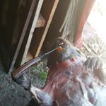 Profile Picture of dusty morgan (@duk_up10) on Instagram