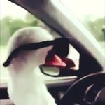 Profile Picture of Jonathan Vroman (@lil__quack) on Instagram