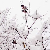 Profile Picture of Siran 101 (@Siran101) on Youtube