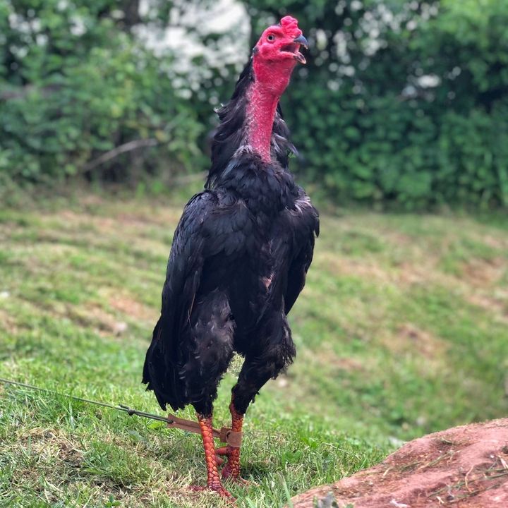 Profile Picture of Benjamin Lee (@benjaminlee288) on Tiktok