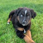 Profile Picture of Wiley 🐾 (@wiley_the_mini_aussie) on Instagram