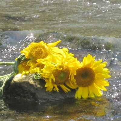 Profile Picture of Tamara Stadter (@tstadter) on Twitter