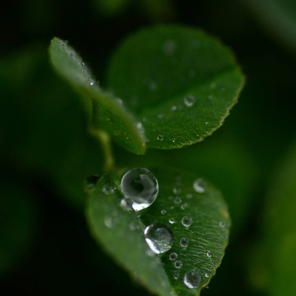 Profile Picture of Corintha Sanson (@csans1) on Poshmark