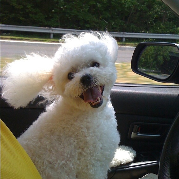 Profile Picture of Alberto Torok (@albertotorok) on Poshmark