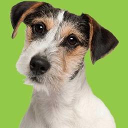 Profile Picture of Harry Hayes (@Content_Puppy) on Twitter