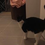 Profile Picture of Oreo, Kim, Kelbs And Butters (@oreoandthecheekykittens) on Instagram