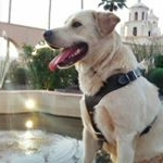 Profile Picture of Richard el perro 🐾 (@richard_el_perro) on Instagram