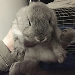 Profile Picture of kevin flanigan (@kevinthebunny0) on Instagram