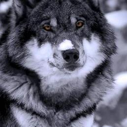 Profile Picture of Wilbert Hernandez (@Wh53Wilbrt) on Twitter