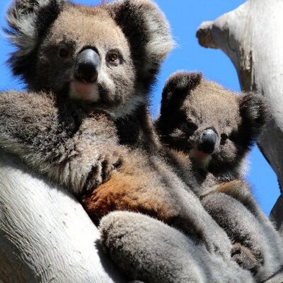 Profile Picture of Mark McMillan (@Makymillan) on Twitter