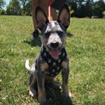 Profile Picture of Bruce Wayne🐾 (@bruce_wayne_grant_acd) on Instagram