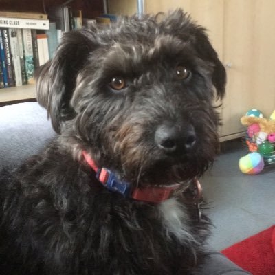 Profile Picture of Dan Hamer (@teachinggrump) on Twitter