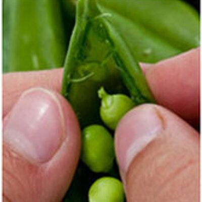 Profile Picture of Amanda Archibald (@foodrising) on Twitter