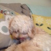 Profile Picture of Joseph Lally (@@josephl2008) on Tiktok