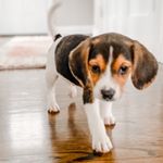 Profile Picture of Frank the Beagle (@howlisfrank) on Instagram