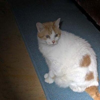 Profile Picture of Sandor John Szucs (@obernewton) on Twitter