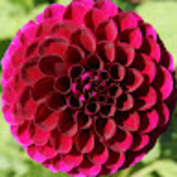 Profile Picture of Kimberly Guzewicz (@kimguzzy) on Poshmark