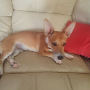 Harper Zilmer Fan Team - Youtube Profile Picture of Harper Zilmer Fan Team (@bag1762) on Youtube