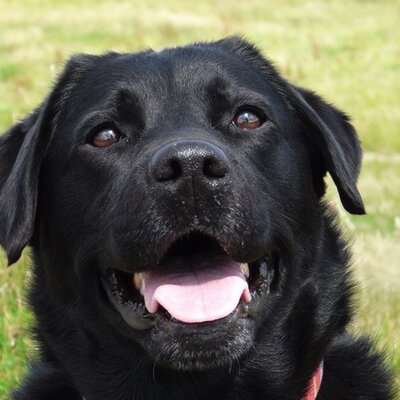 Profile Picture of Adrian (@AdrianDunning) on Twitter