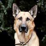 Profile Picture of Aaron and Natalie Tait (@taitgermanshepherds) on Instagram