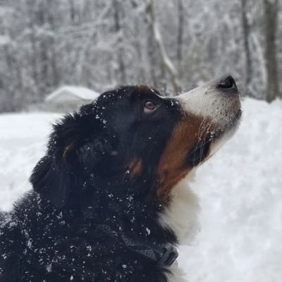 Profile Picture of Craig Ralph Barter (@tutrade) on Twitter