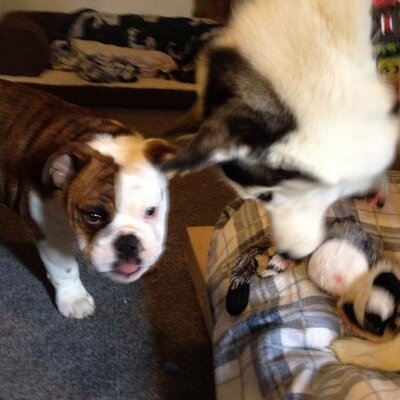Profile Picture of Ian Weaver (@ianweaver1985) on Twitter