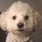 Profile Picture of Roscoeandcody (@roscoeandcody) on Instagram