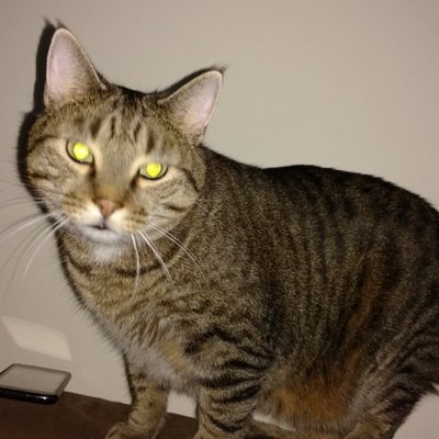 Profile Picture of AL (@AmyLeary6) on Twitter