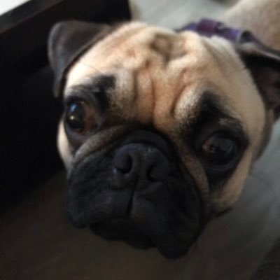 Profile Picture of Seth Handy (@MummieCore) on Twitter