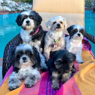 Profile Picture of Benson Dogs (@BensonDogs) on Twitter