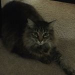 Profile Picture of Jared Laws (@jared_laws96) on Instagram