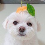 Profile Picture of 이우동 (@woodong_love) on Instagram